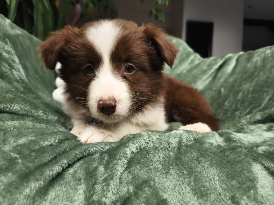 Border Collie Czekoladowa Suczka