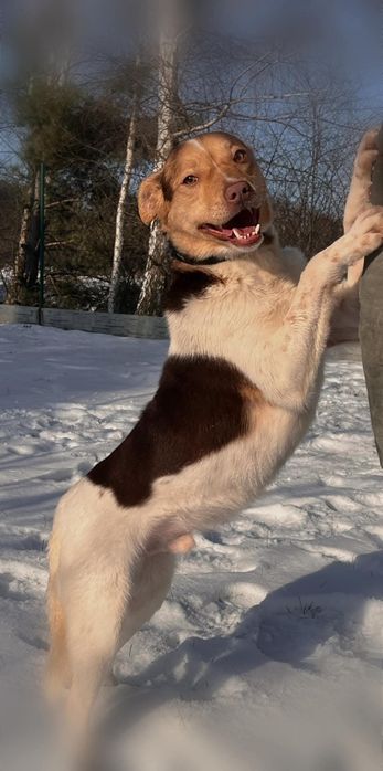 Malik do adopcji