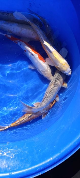Karp koi oczko wodne ryby ozdobne