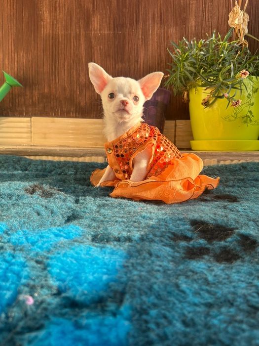 Mini sunia chihuahua FCI