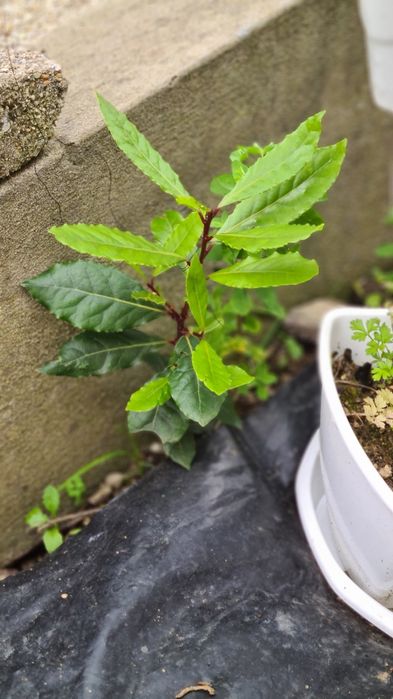 Loureiro árvore com raiz