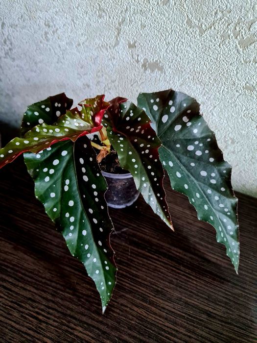 Бегонії кейн Sierra mountain king, Aerial та інші рідкісні сорти