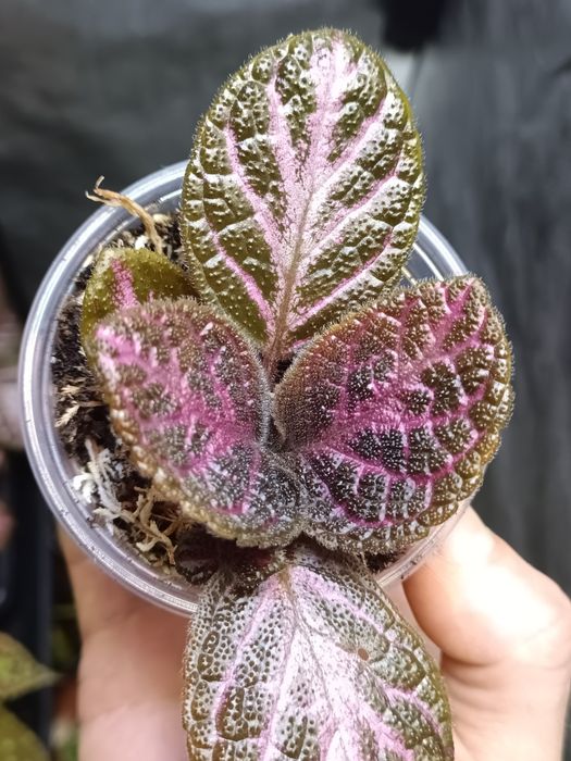 Rośliny do terrarium i paludarium – Alocasia Aurea Variegata, Episcia Magma