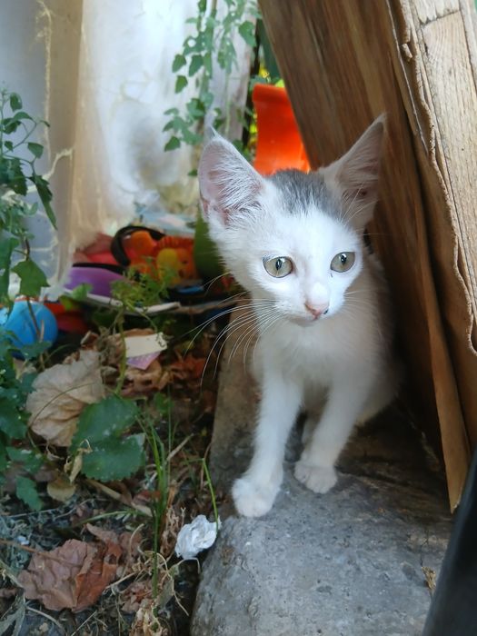 Віддамо в добрі руки котика