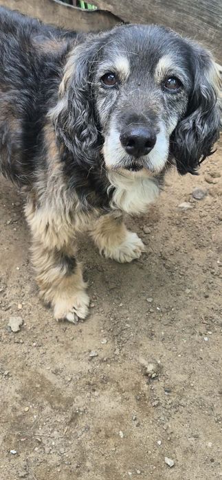Piękna sunia w typie cocer spaniel