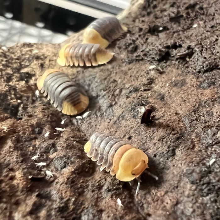 Isopody / Melanogaster /  Hydei