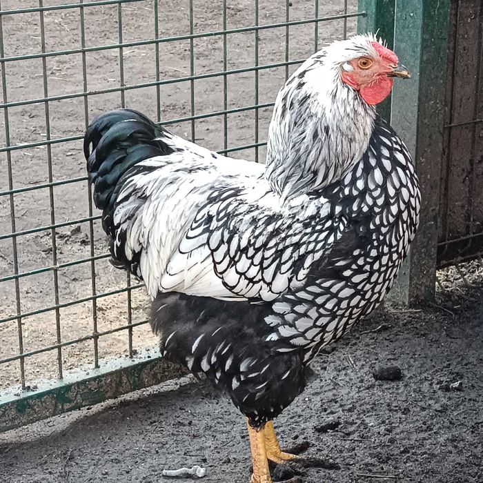 Koguty wyandotte . Jaja lęgowe