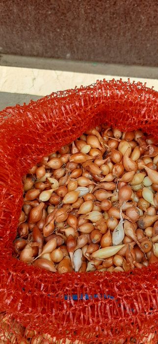 Продам свой лук севок