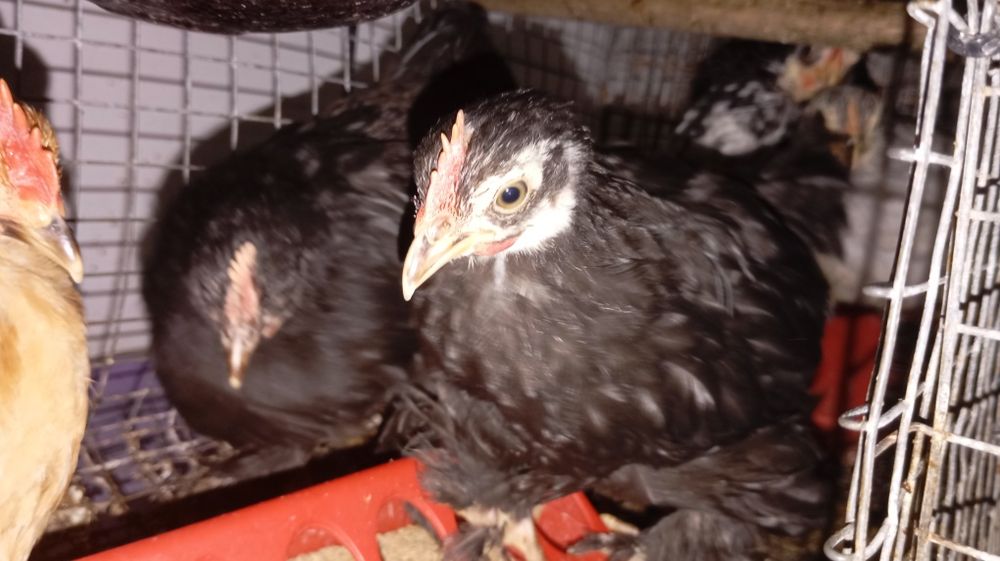 Pekins várias mutações