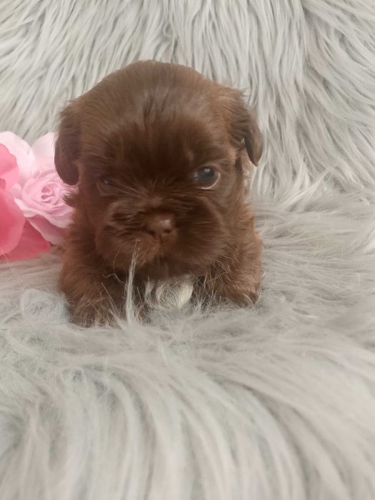 Przepiękna czekoladowa suczka rasy Shih-Tzu