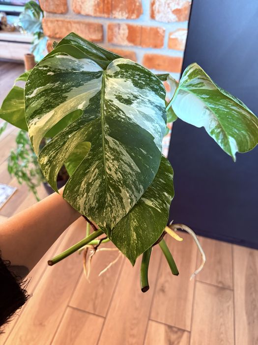 Monstera Variegata