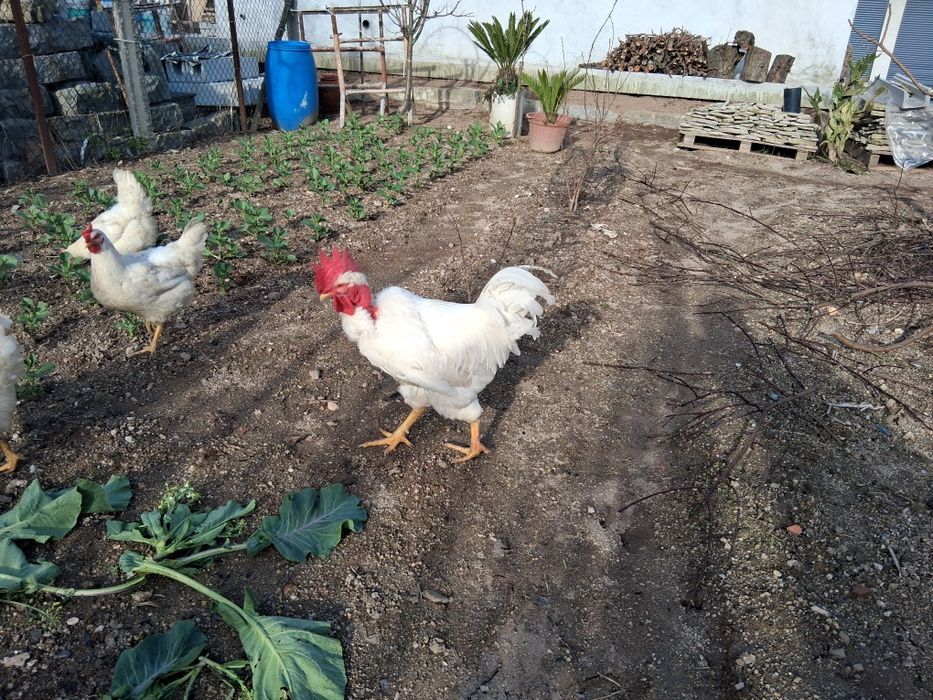Ovos Branca Portuguesa