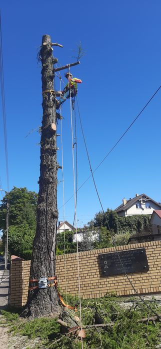 Wycinka drzew,  ścinka drzew , rębak do gałęzi,