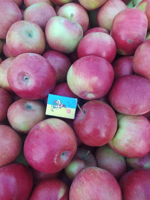 Продам яблука сортів Флоріна, Голден, Джонаголд, Айдаред, Пінова тільки ГУРТ