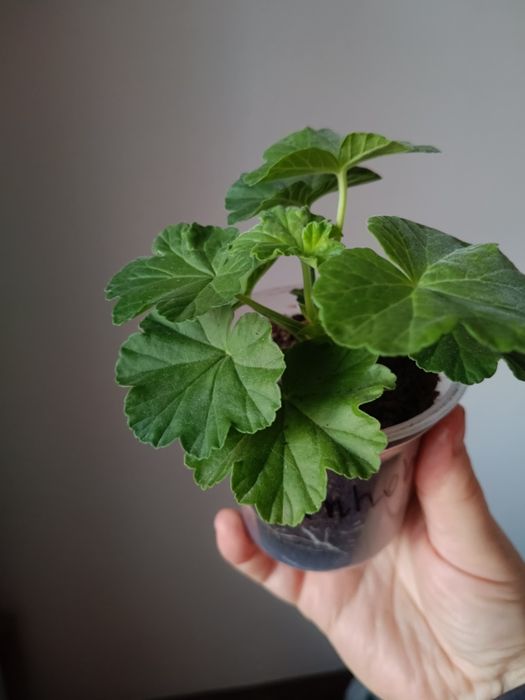 Pelargonia różyczkowa