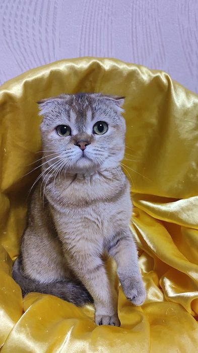 Шикарная девчуля от ЗОЛОТОЙ шиншиллы