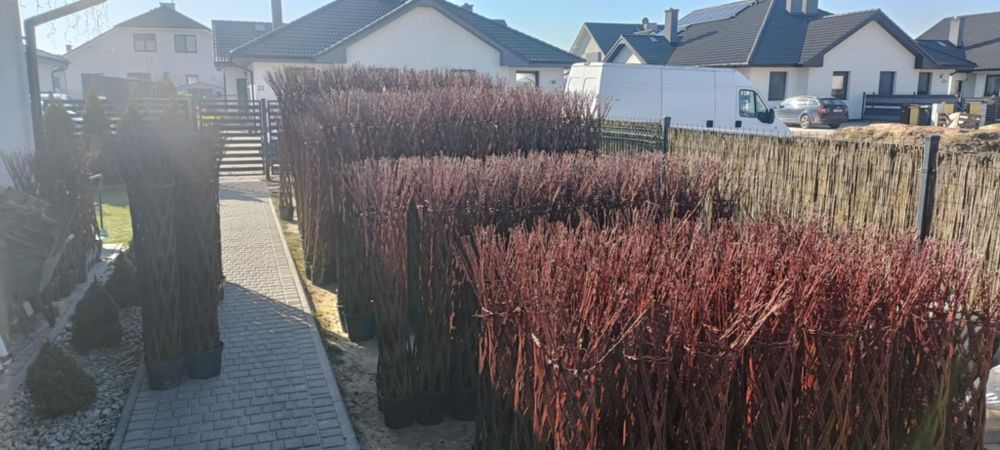 Wierzba Pleciona  Ozdobna  Ilości Tirowe