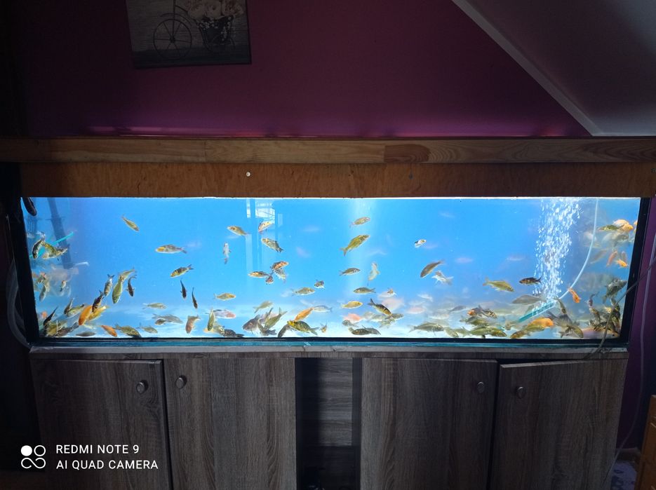 Narybek karpia koi.karasia. złota rybka.oczko wodne