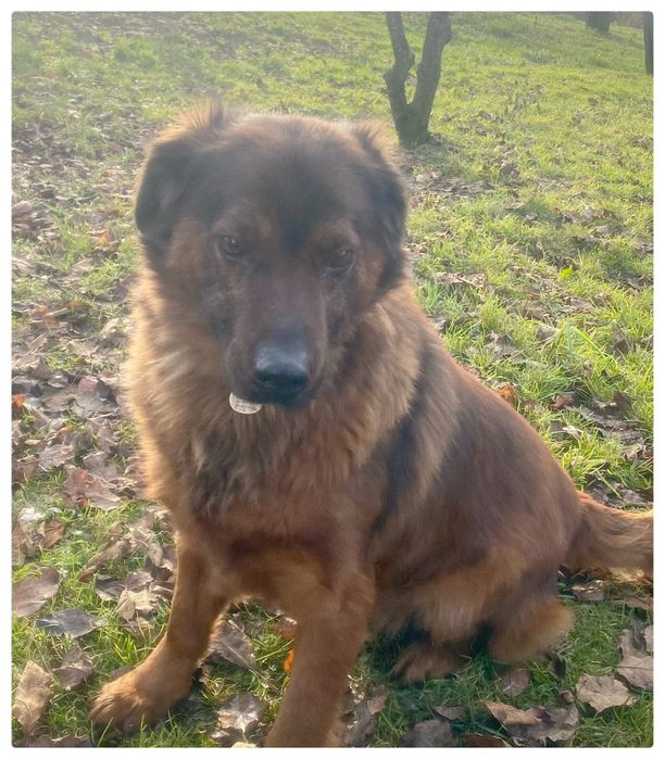 Cukier pies w typie Posokowca Bawrskiego