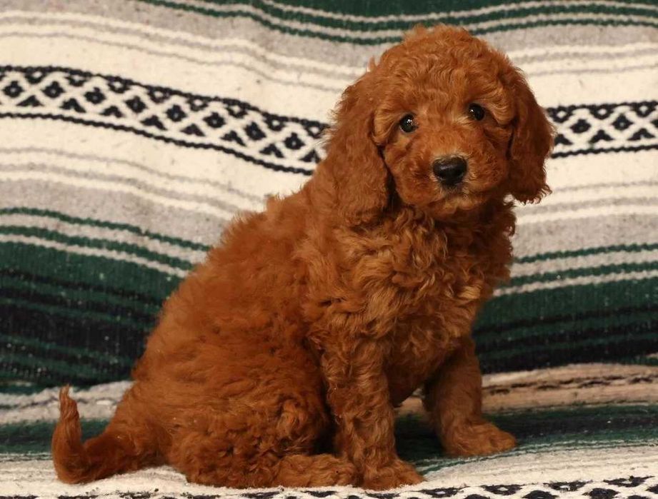Goldendoodle disponível