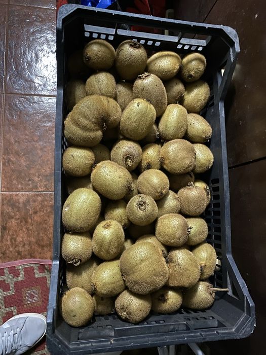 Vendo kiwi caseiros