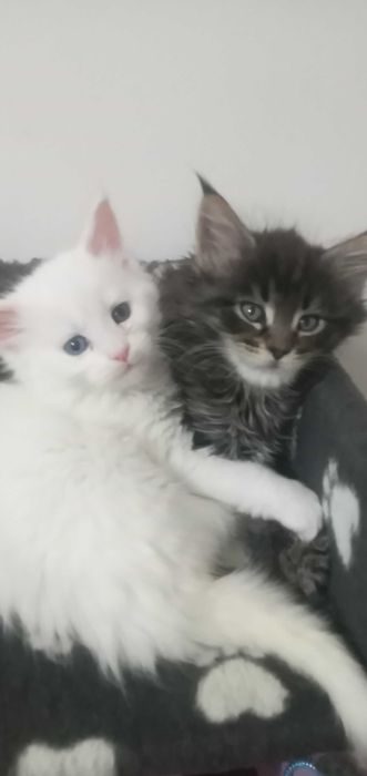 Кошенята мейнкунята продам