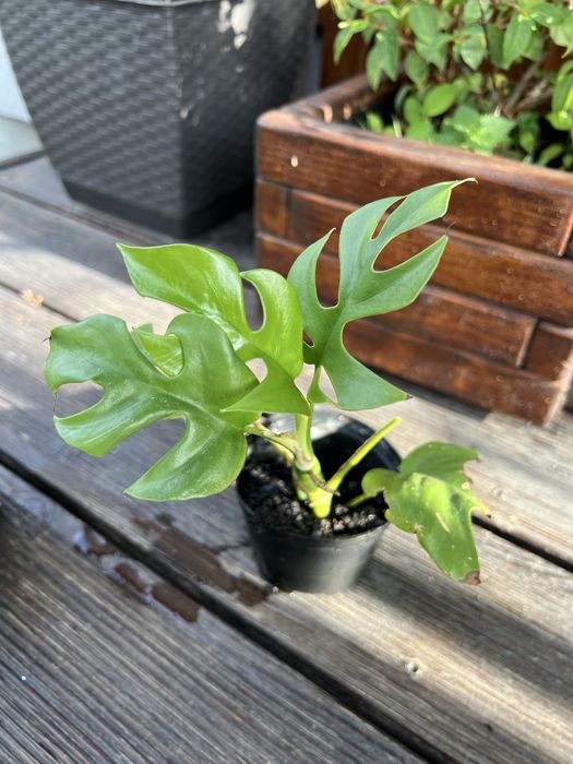 Monstera minima sadzonka