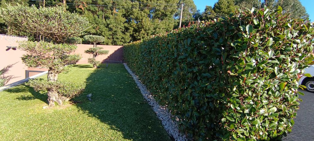 Serviços de Jardinagem: "Corte de Relva, Podas e Limpeza de Terrenos"