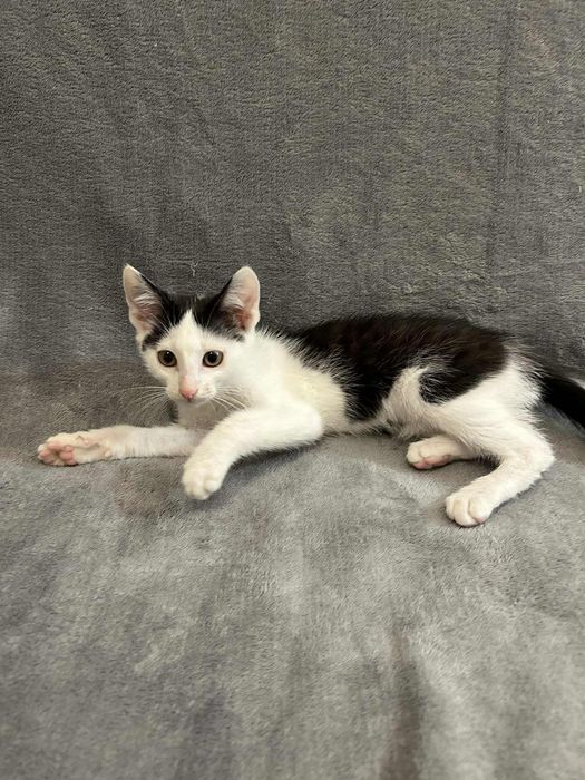 Kocięta proszą o domki.