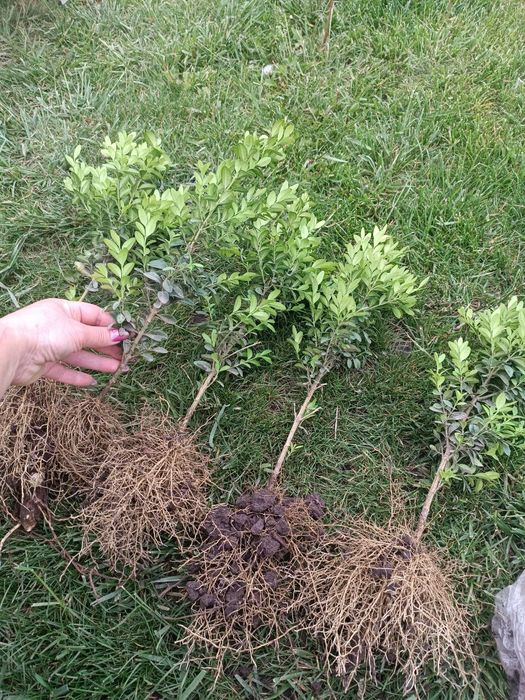 Самшит вкорінені черенки від 10грн шт