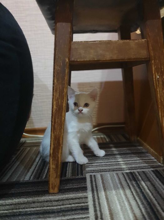 Кошенята шотландські весловухі