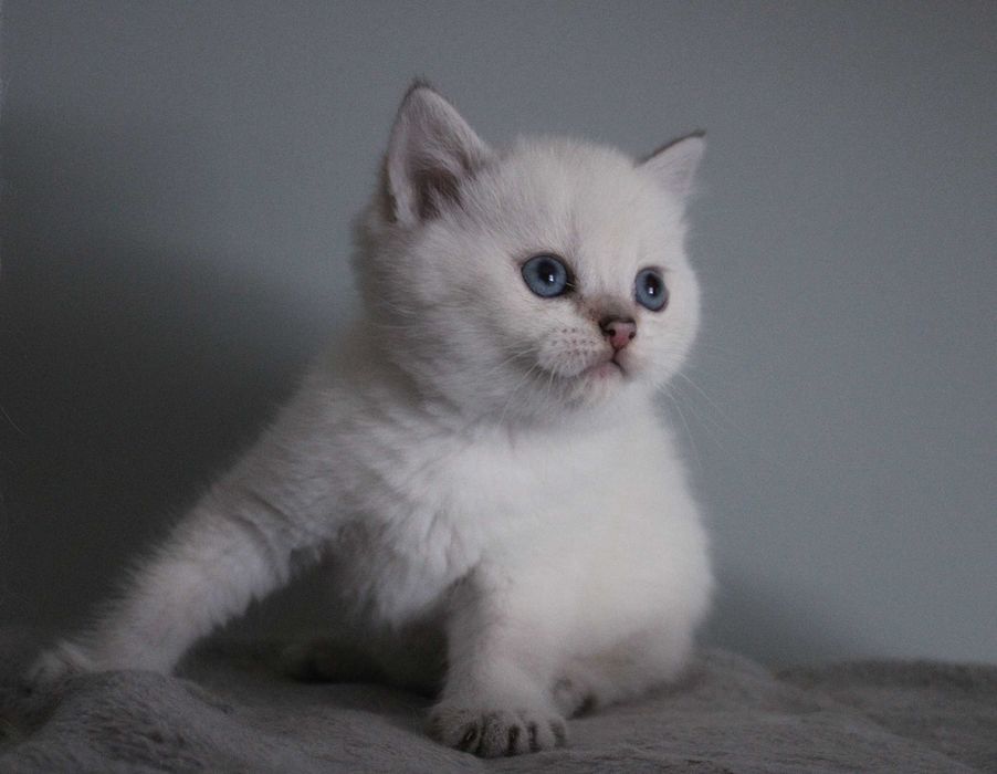 Kocurek brytyjski z rodowodem FPL