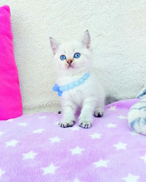 Біленький плюшевий шотландський котик