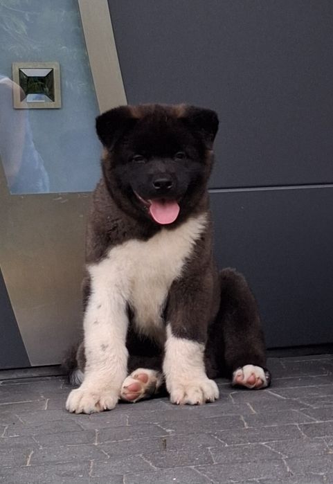 Akita amerykańska szczeniak
