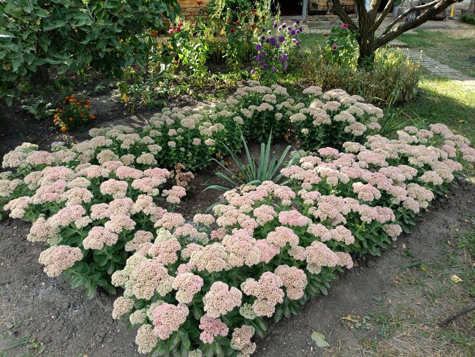 Продам излишки Очиток видный очиток высокий розовый многолетний