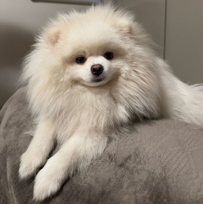 Reproduktor szpic pomeranian, Kalisz. Usługa krycia suni. Dopuszczenie