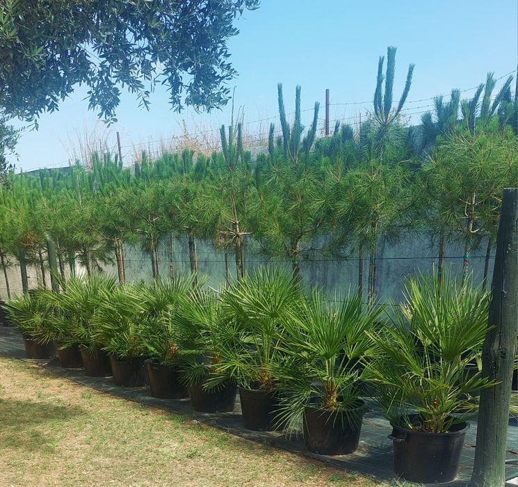 Palmeiras leque anãs