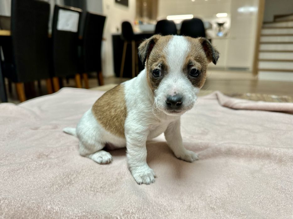 Jack Russell terrier suczka