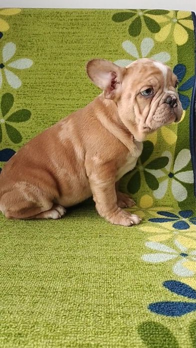 Bulldog francês macho  metle exirico
