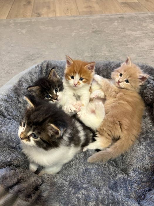 Кошенята мейн кун