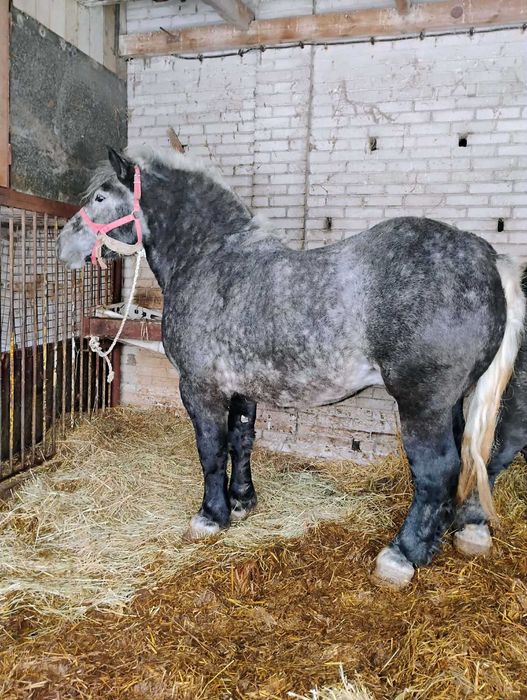 Ogiery zimnokrwiste SZPAKI