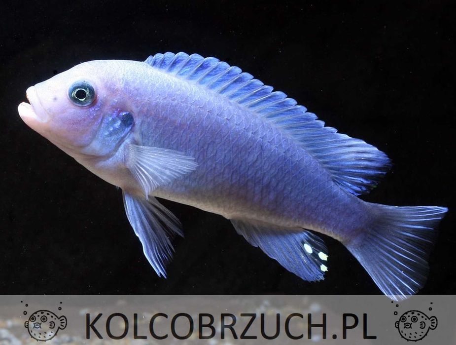 Metriaclima callainos - dowozimy do klienta, wysyłamy