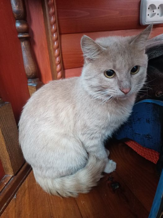 Котик-персик шукає ДІМ