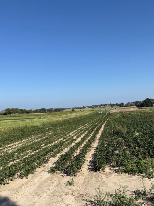 Na sprzedaż działka rolna 1,71h Rajsko - Widok 3