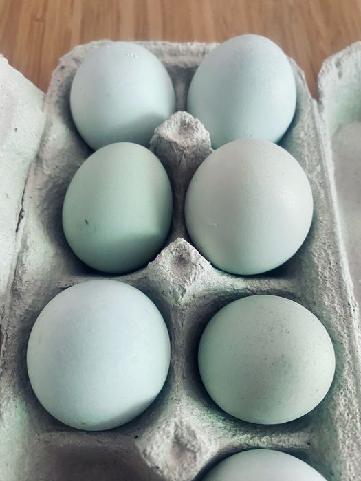 Ovos Azuis - Araucana