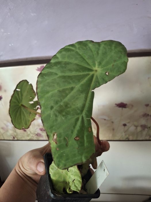 Begonia Scapigera