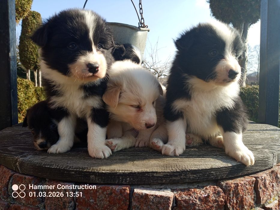 Szczeniak border collie