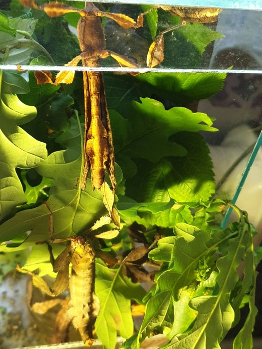 Австралійський палочник Extatosoma tiaratum