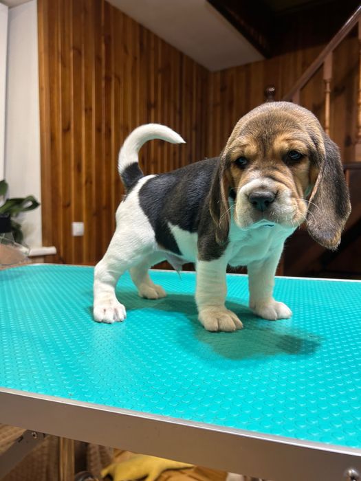 Щенята бігля. Яскравий класичний триколор