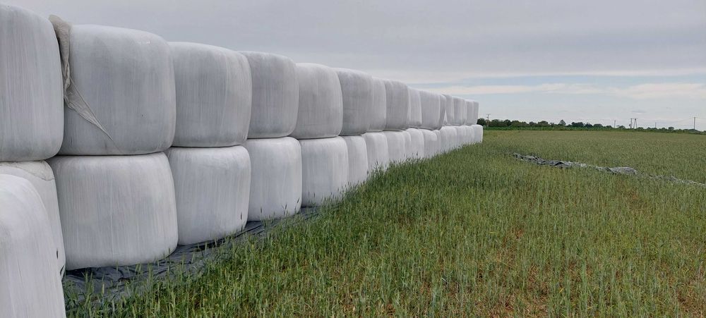 Sianokiszonka z pszenżyta w belach 130x120